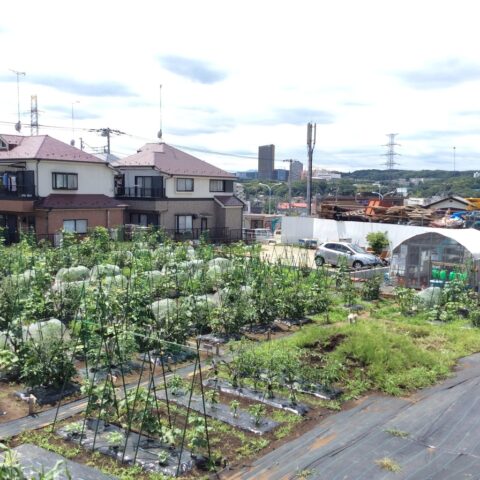 シェア畑　多摩落川