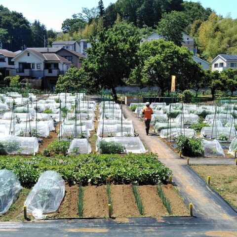 シェア畑　八王子みなみ野