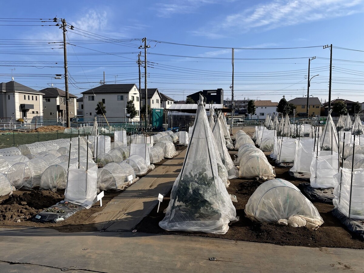 シェア畑　町田金森