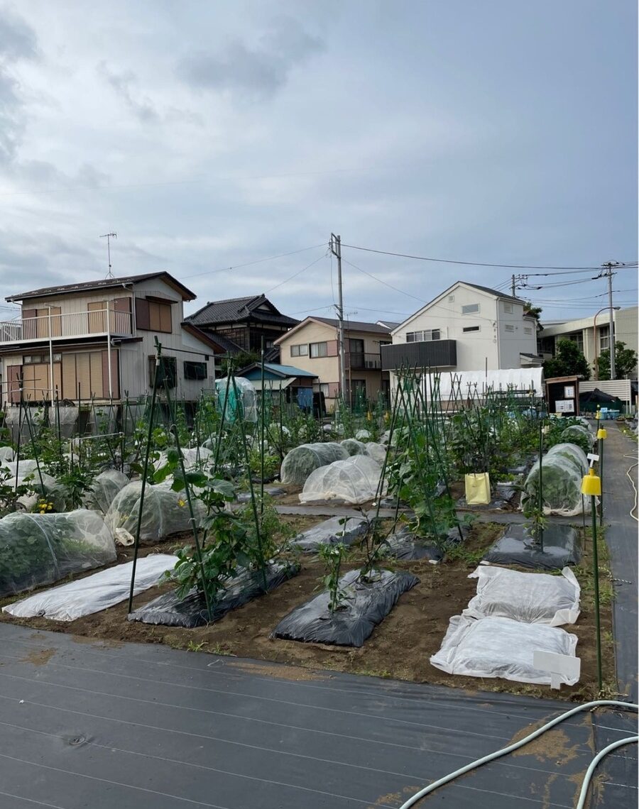 シェア畑　湘南辻堂