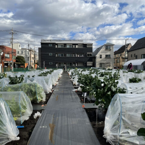 シェア畑　上池台