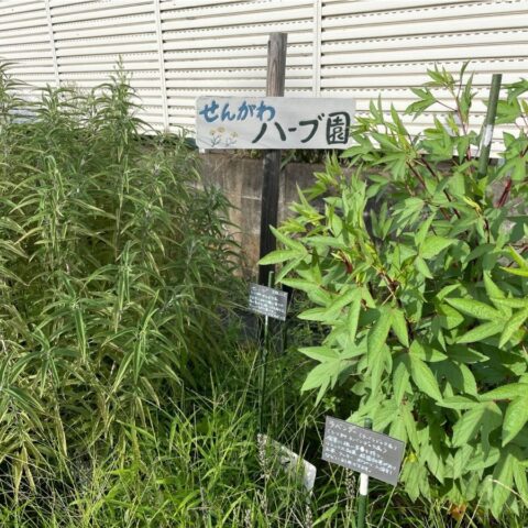 シェア畑 仙川 伊藤農園