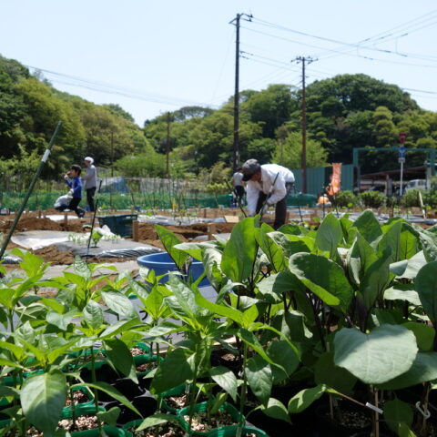 シェア畑　横浜鶴見