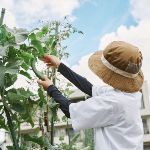 シェア畑　綱島