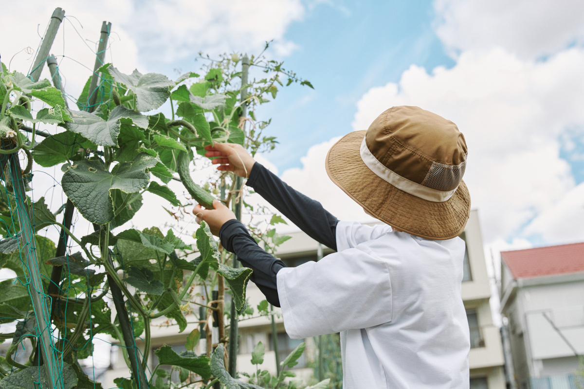 シェア畑　綱島