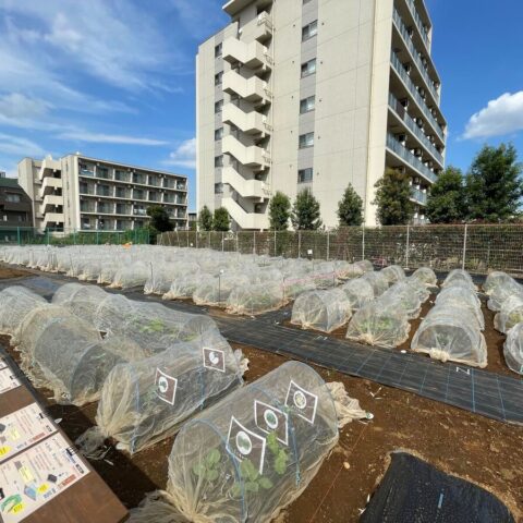 シェア畑　経堂